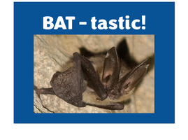Bat-tastic Bats Program 2025-1 web image