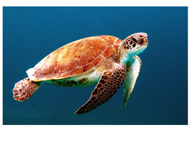 Ocean Adventures Afterschool Program November 2025 web image