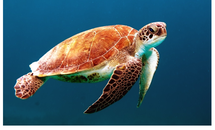 Ocean Adventures Afterschool Program November 2025 web image
