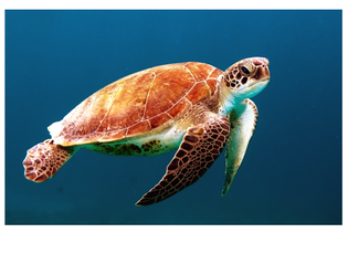 Ocean Adventures Afterschool Program November 2025 web image